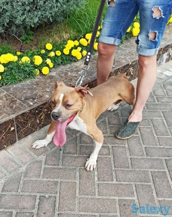 Стаффорд бесплатно, фотография 4