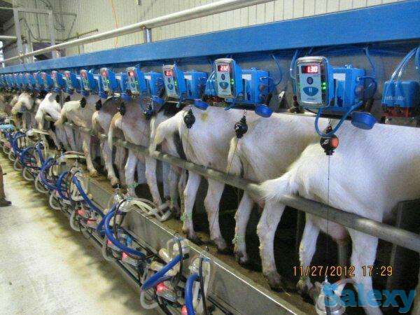 ЭЧКИ СОҒИШ АППАРАТИ, фотография 1