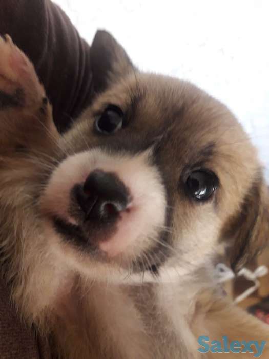 Отдам щенков в хорошие руки!, фотография 6