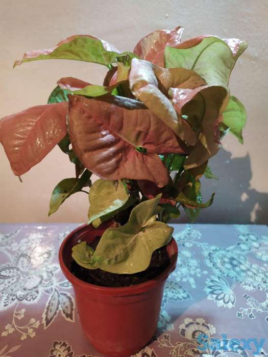 Продам комнатные растения, фотография 6