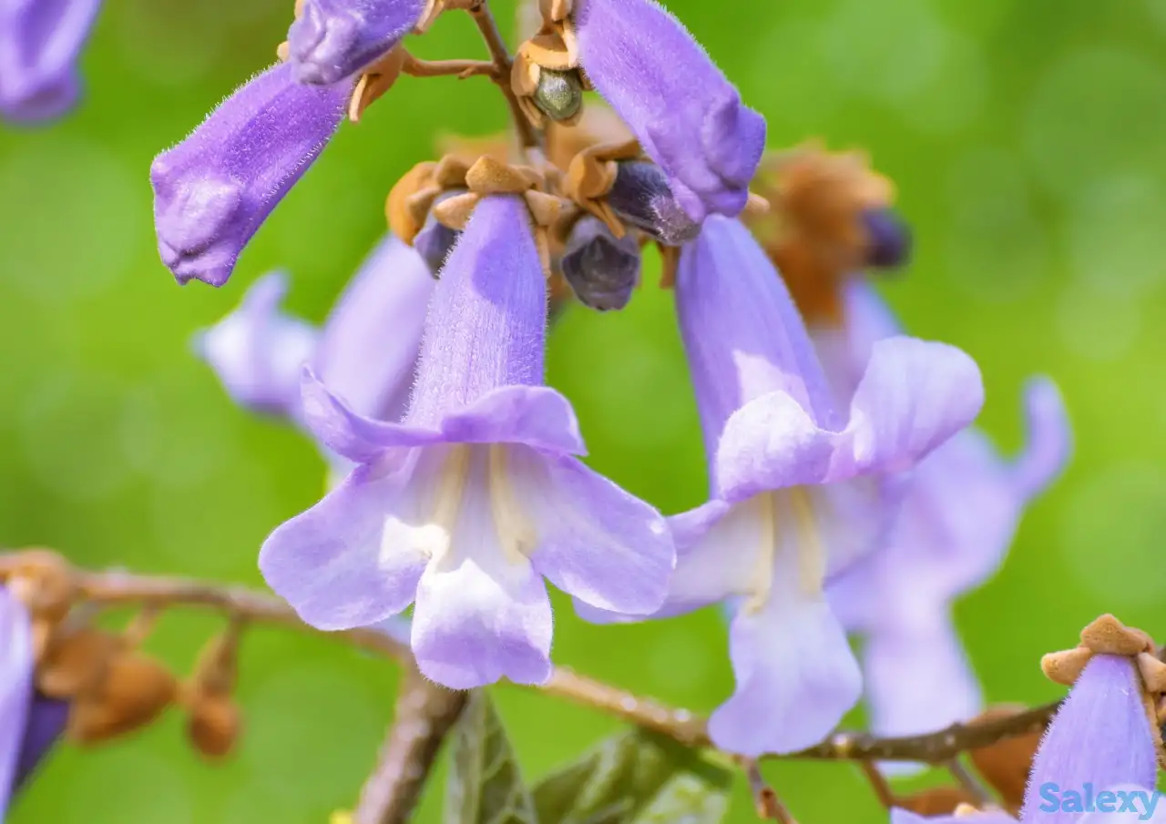 ПАВЛОВНИЯ ФТЕ кўчати, фотография 1