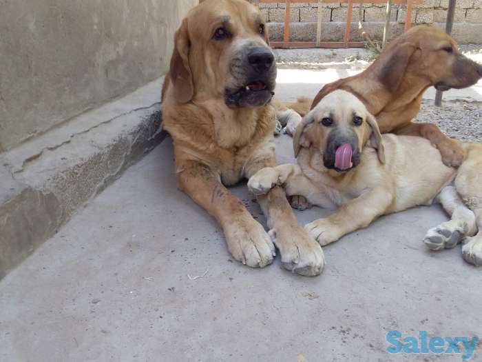 продажа, фотография 2