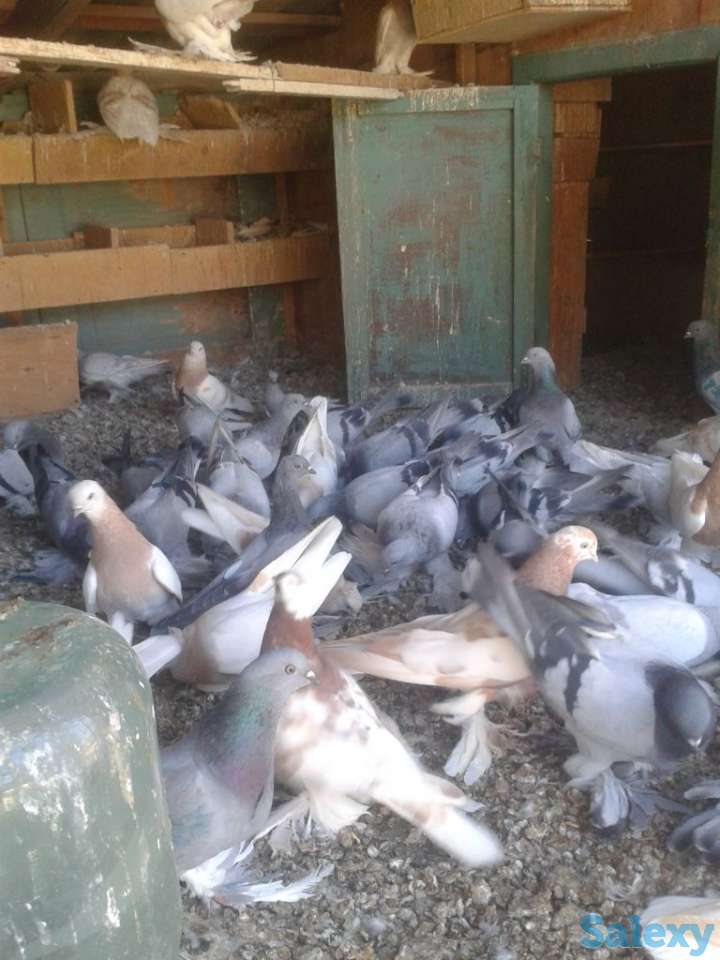 Голуби, фотография 7