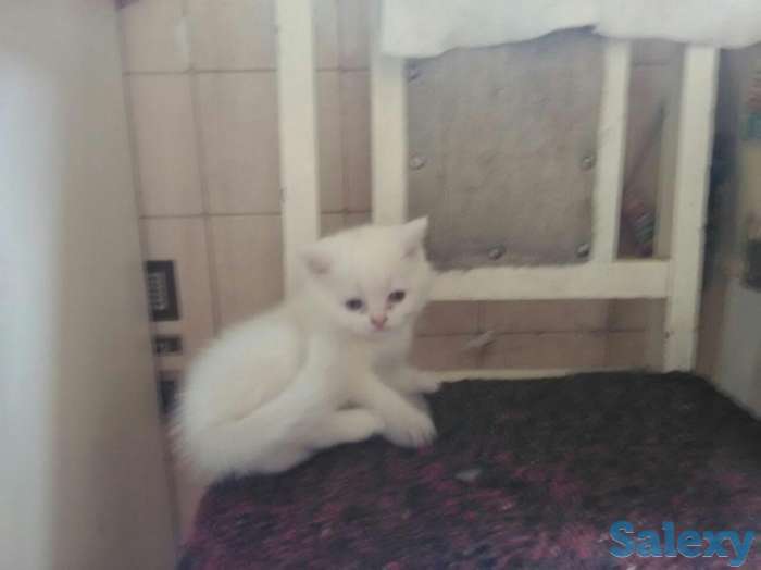 Продам котят возраст 1 месяц, фотография 3