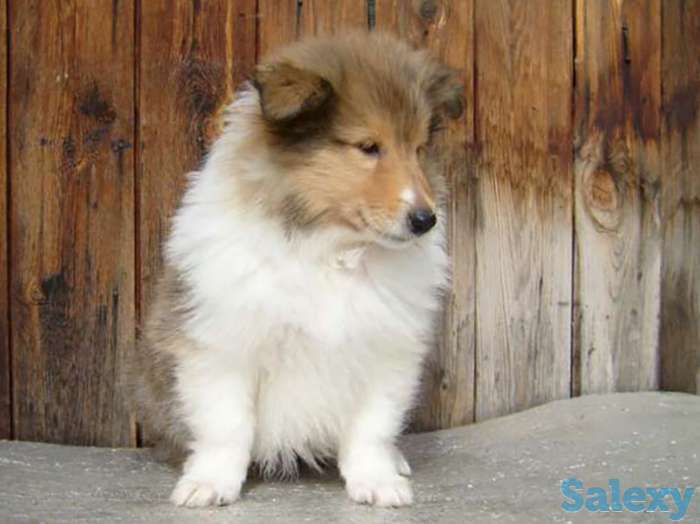 Щенки Колли, фотография 1