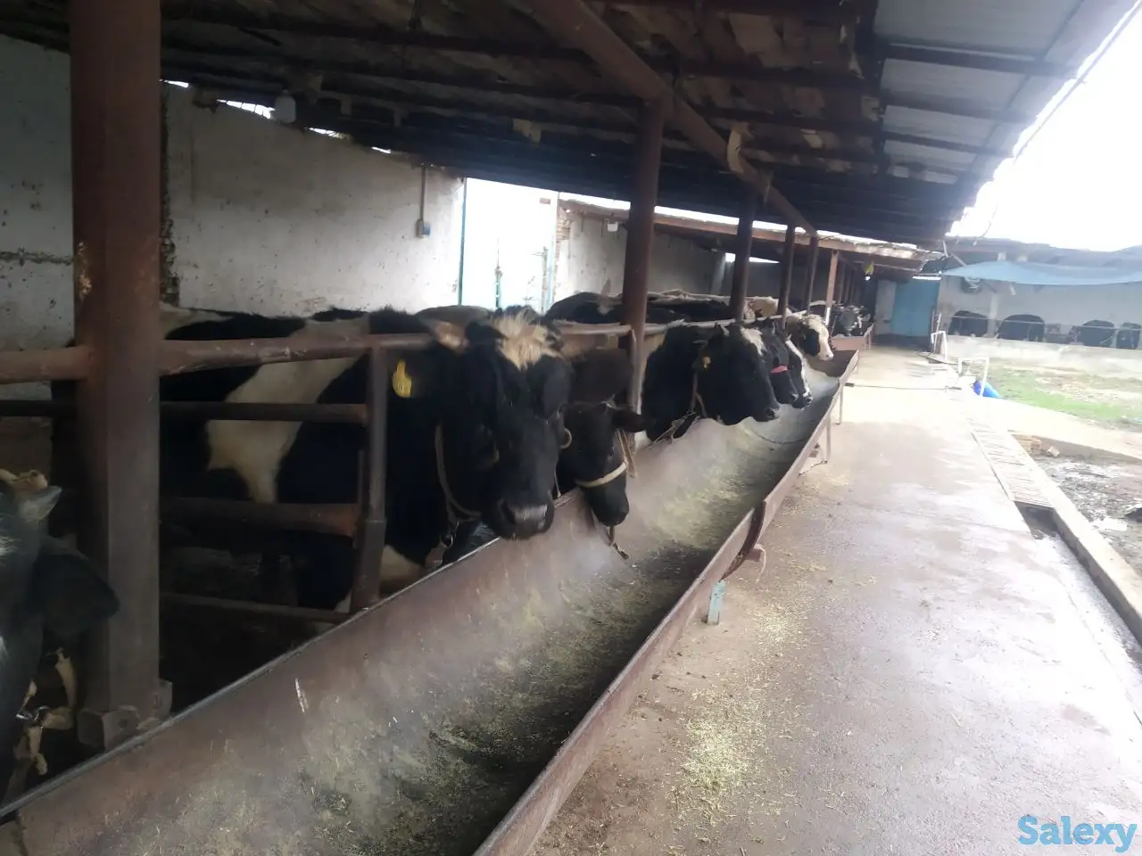 Ферма сотилади, область, Янгиюльский район, фотография 4