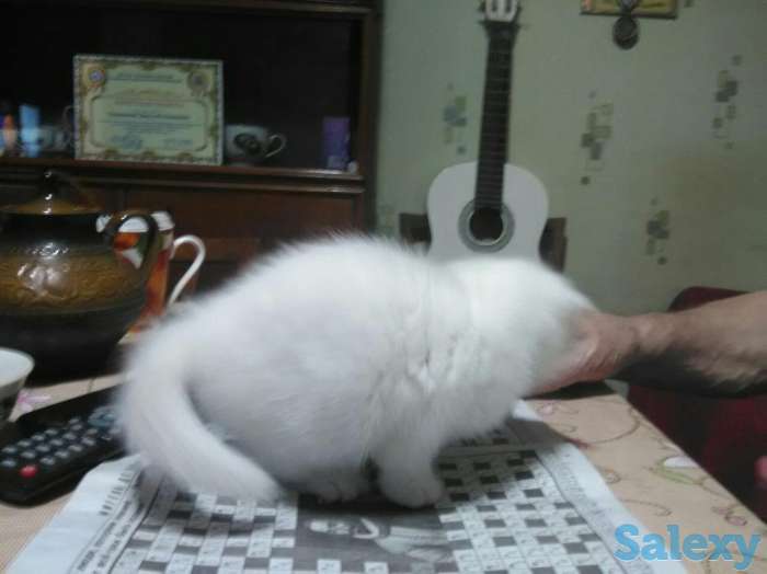 Продам котенка, фотография 3