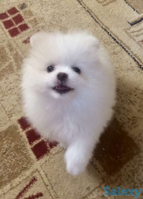 Продаются Шпицы, фотография 3