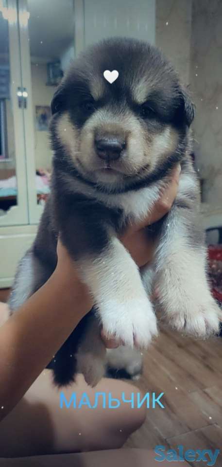 Продаются щенки Аляскинского маламута, фотография 1