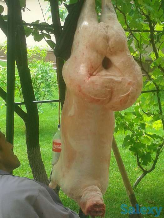 Кассоб сервис, Мясник Шер, фотография 1