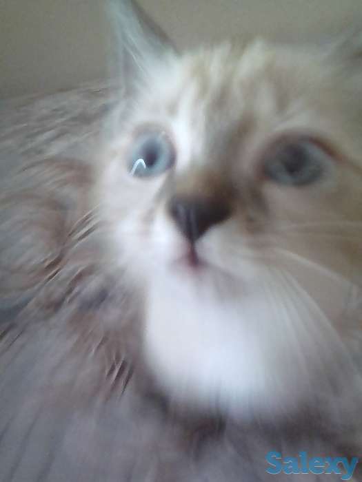 Отдам котят в добрые руки, фотография 2