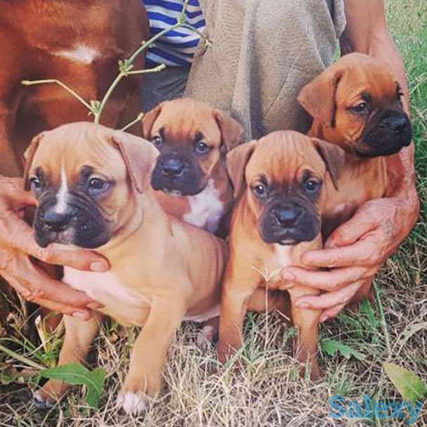 Щенки немецкого боксера готовы к продаже, фотография 1