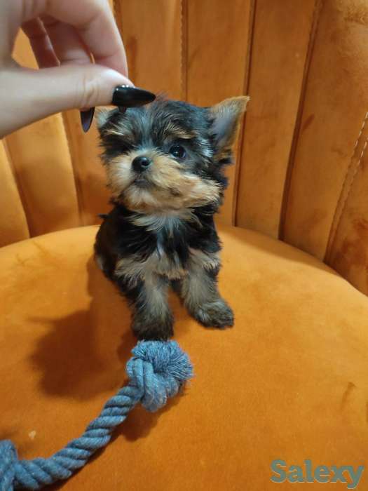 Продаются клубные щенки йоркширского терьера миники., фотография 4