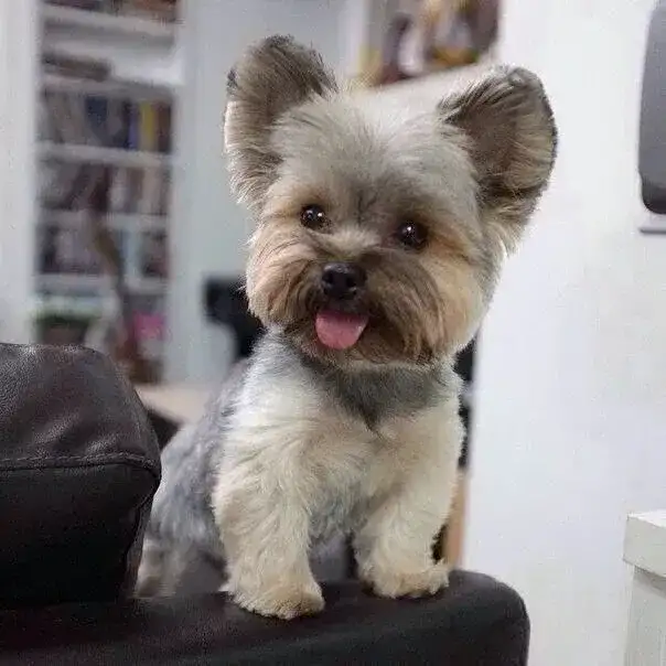 Стрижка собак мелких пород, фотография 2