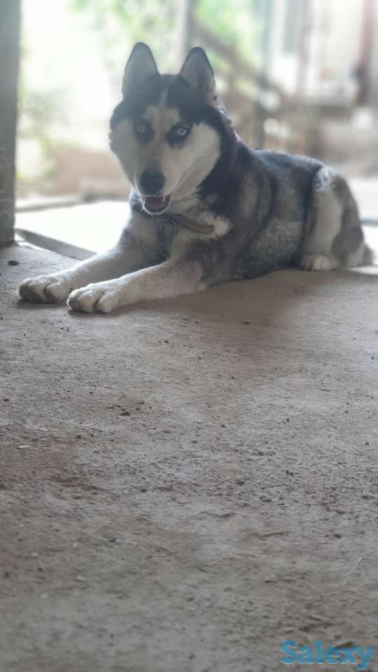 Сибирский хаски родословная здоровая девочка 2 года паспорт прививка, фотография 2