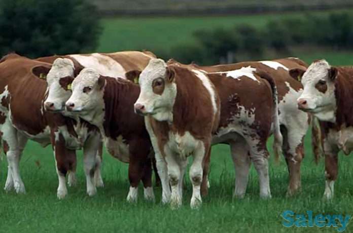 Быки, телки с России, фотография 3