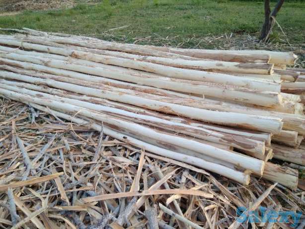 Продам тополи 100 штук под страпилы и другие., фотография 1