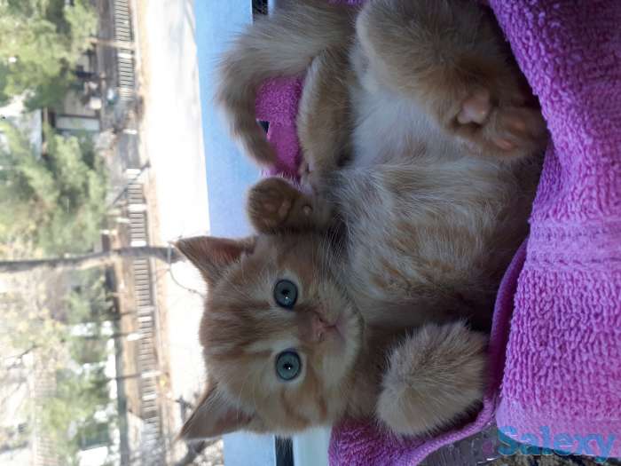 Продаем маленьких котят, фотография 1