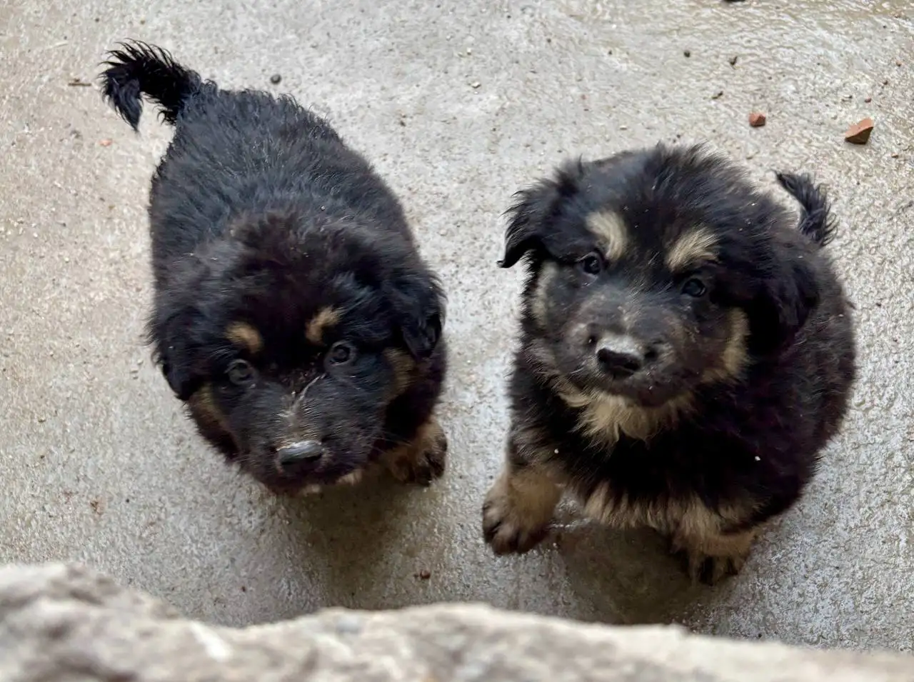 Продаются щенки, фотография 4