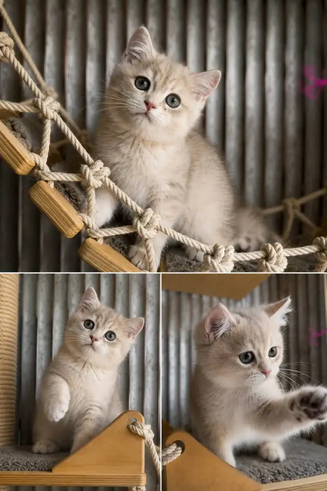 Элитные Британские котята, фотография 7