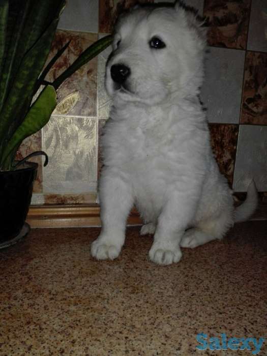 Продается щенок алабая, фотография 1