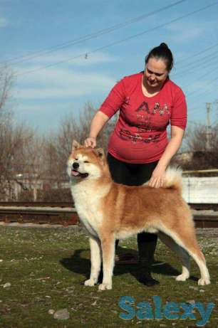 Щенки Акиты Ину, фотография 1