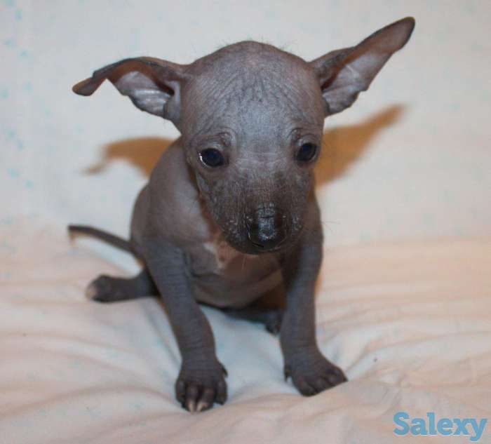 Щенки Ксолотицкунтли мини, фотография 2