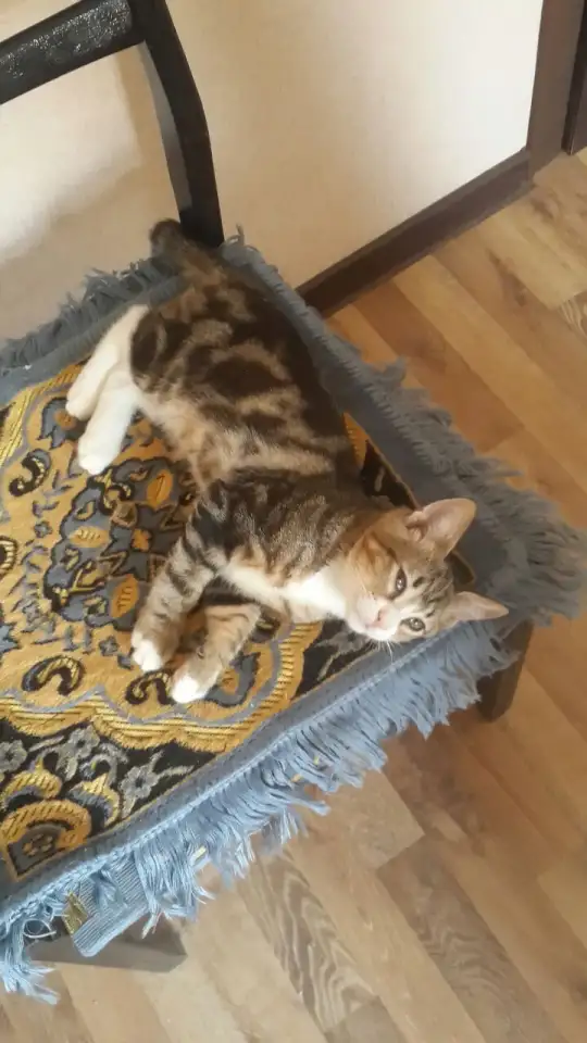 Котята 4 штуки., фотография 2