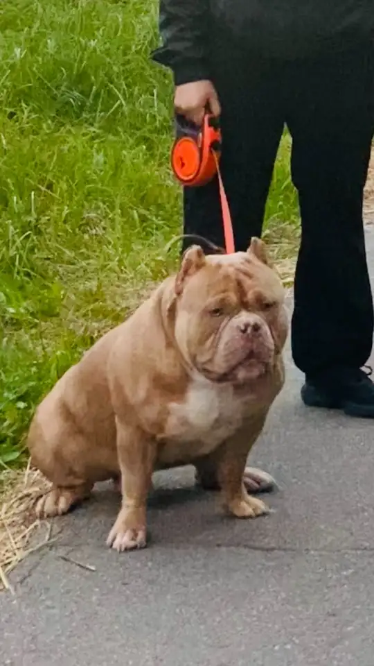 Вязка Американского булли, фотография 2