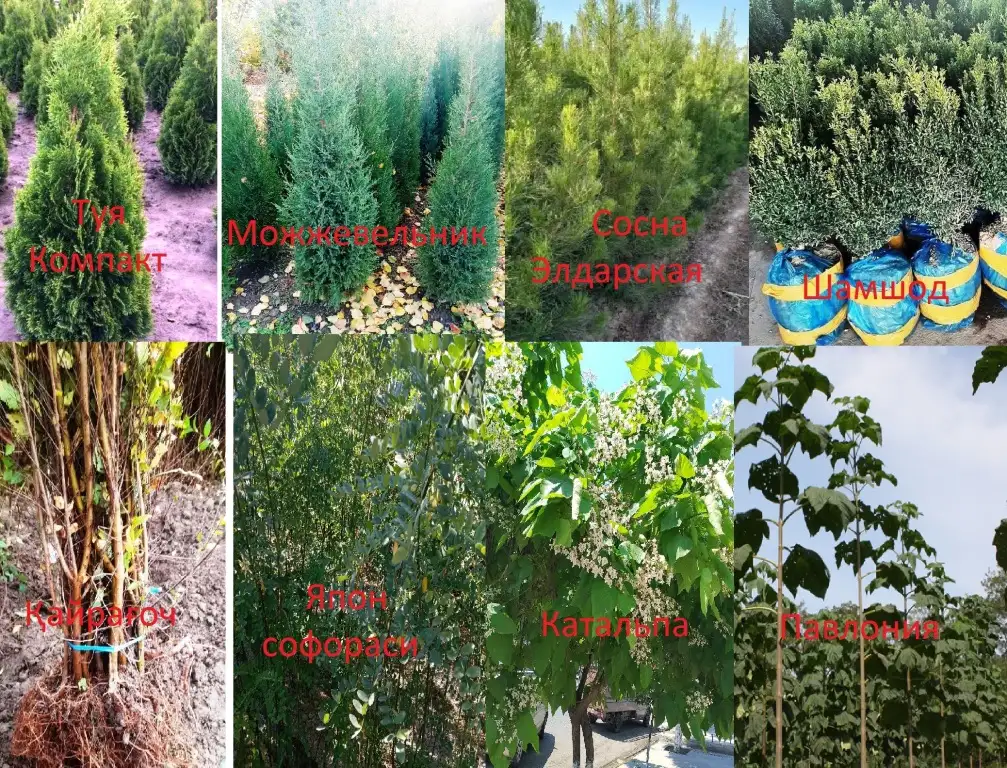 Манзарали дарахт кчатлари, фотография 10