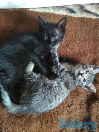 Отдам котят в добрые руки, фотография 1