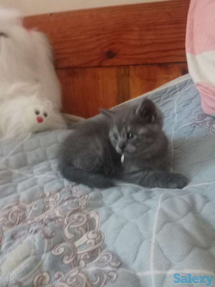 Породистые шотландские котята, фотография 4