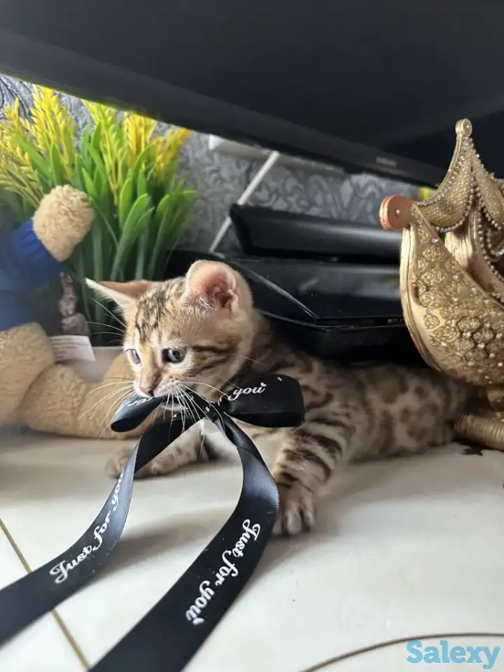 Бенгальский котенок, фотография 3