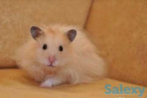 Хомяки ангорской породы, фотография 1