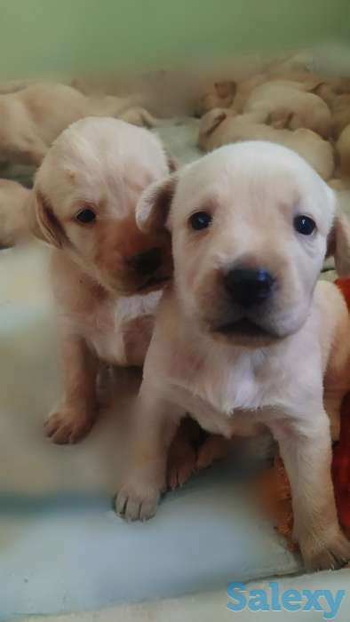 Продажа, фотография 2