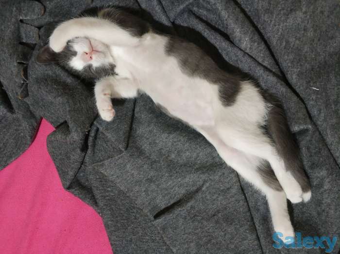 Срочно!!! Отдадим котенка только в хорошие ручки!!!, фотография 2