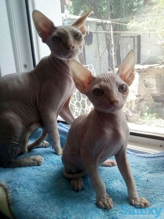 Элитные котята Канадского сфинкса, фотография 5