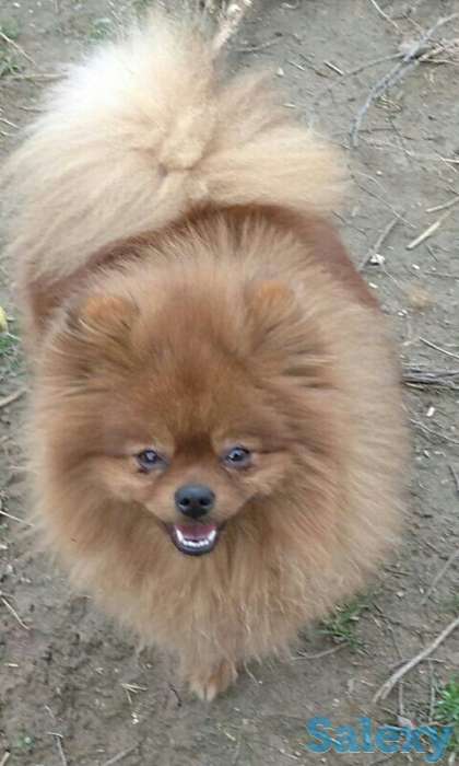 Померанский шпиц, фотография 3