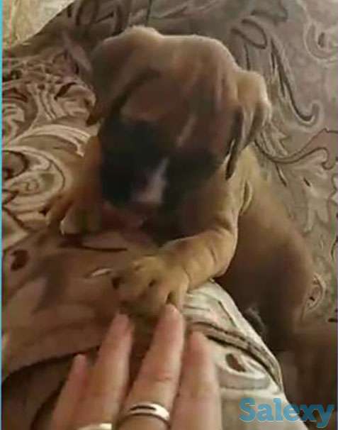 Срочно боксер немецкий девочка алиментная есть мальчики тоже, фотография 1