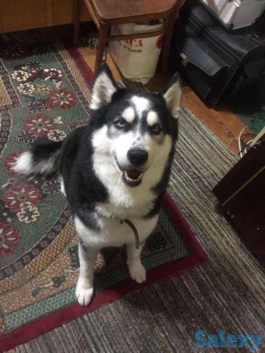 Продается чистокровный хаски, фотография 4