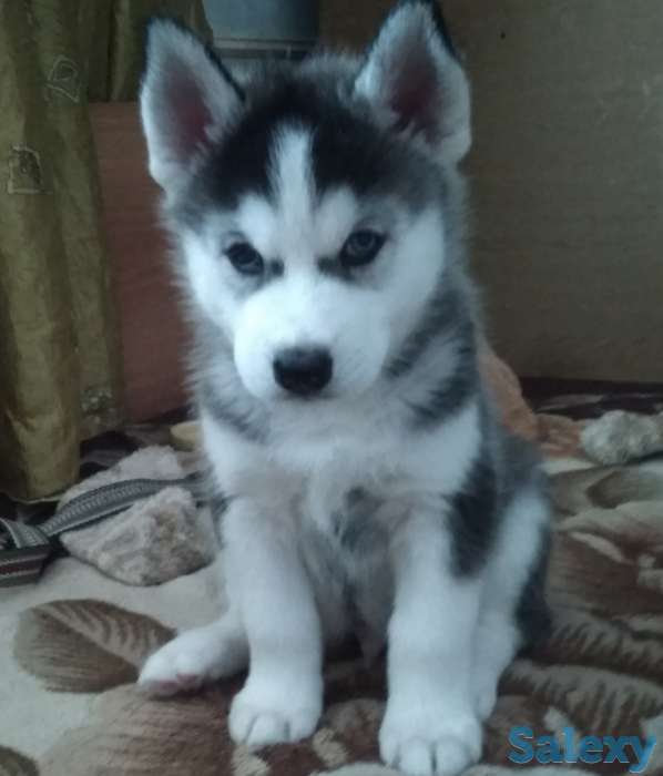 Щенки Сибирской Хаски, фотография 4