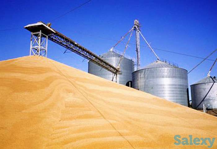 Мука пшеничная производства МПО Хлебный дом Казахстан, фотография 1