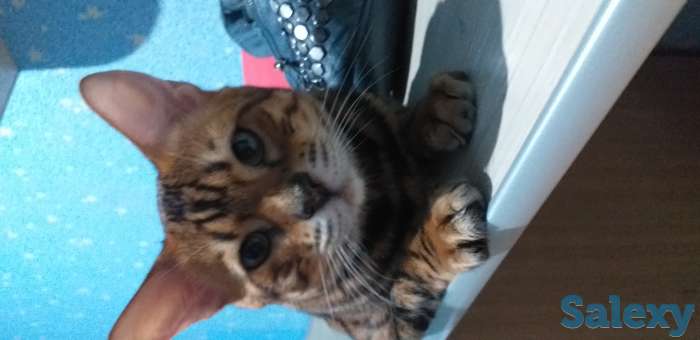 Бингальский кот, родословный, с документами и прививками, фотография 4