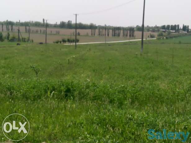 Продам люцерна клевер (беда), фотография 1