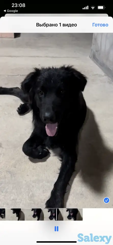 Отдам собаку в хорошие руки, фотография 1