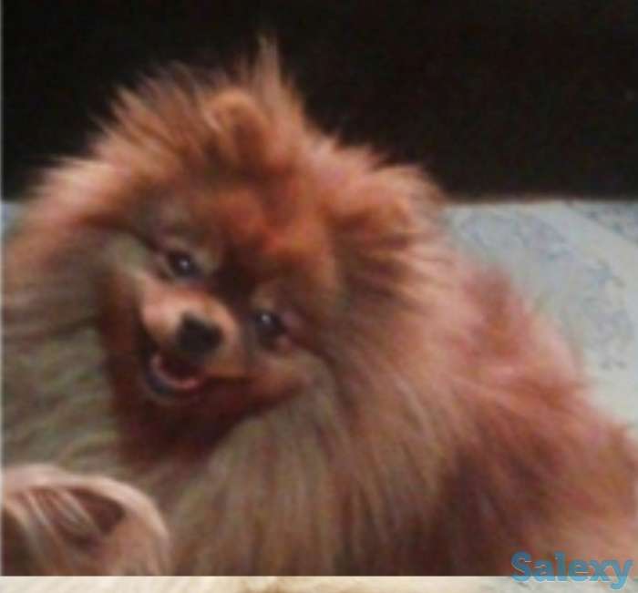 Передержка животных, фотография 1