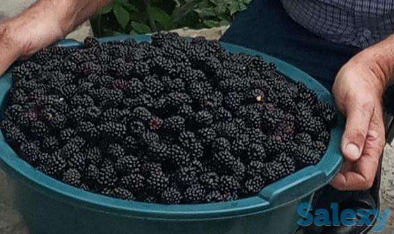 Саженцы Ежевики без колючек -  тиконсиз Ежевика кўчатлари, фотография 1