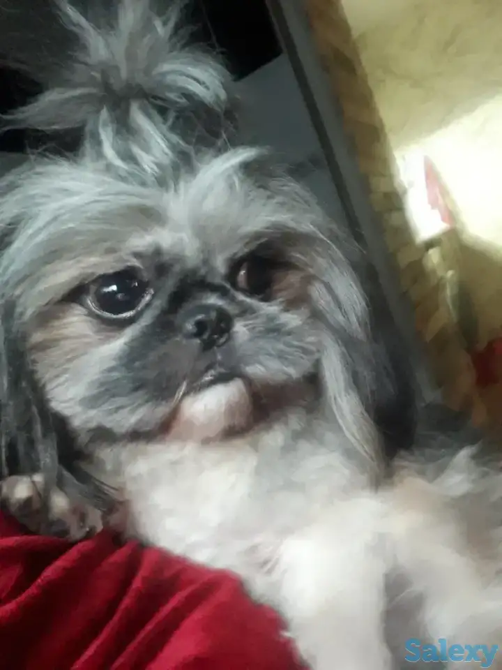 Собака по породе ши-тцу ищет себе подружку для вязки полтора года не развязан, фотография 4