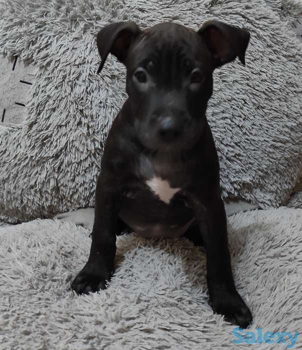 Продаются чистокровные щенки Американского Питбультерьера, фотография 3