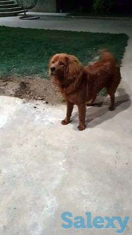 Продаются тибетский мастиф 9-месячный сучка, фотография 1